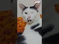 আরে সুন্দরী কই যাও ? 😏 #cat#cartooncat  #funny #cartoon #catlover #cartooncharacter #catoon