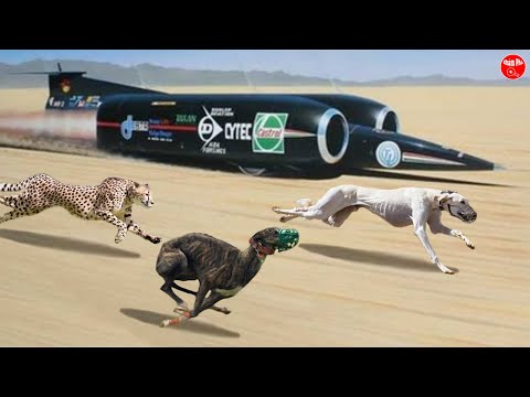 Video: Các giống chó nhanh nhẹn tốt nhất là gì?