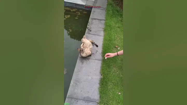 Video 6299671: cute cats cathouse, funny cat