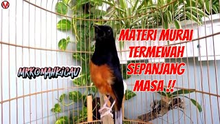 MURAI BATU GACOR FULL MATERI MEWAH SANGAT COCOK UNTUK MERANGSANG BUNYI MURAI YG MALAS BUNYI !!!