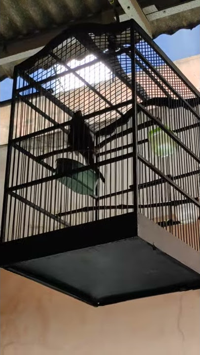 Murai papua 3 suara 🔊