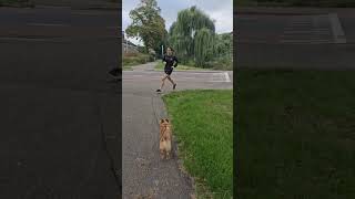 dog walk #walking #netherlands #dogwalk