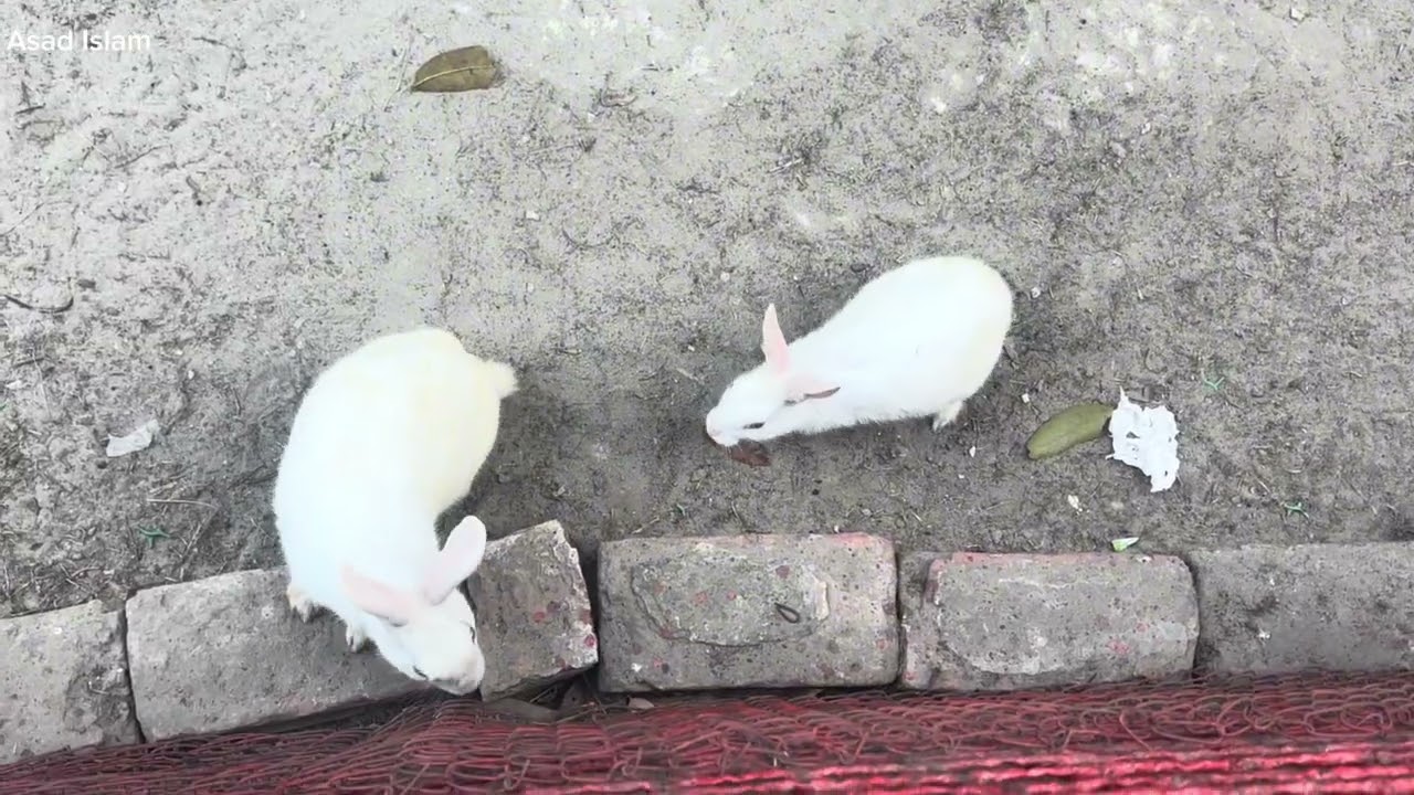 Bonobilash Zoo Khulna Part-1