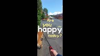 Daily dog stroll to park and pet shop