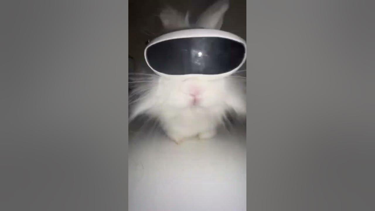 Зайчик мощный😂 - YouTube