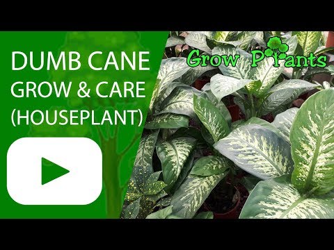 Dumb cane plant - grow & care (House plant)