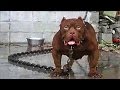 10 Most Dangerous Dog Breeds in the World