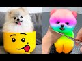 Cute pomeranian puppies doing funny things 5  cute and funny dogs  mini pom