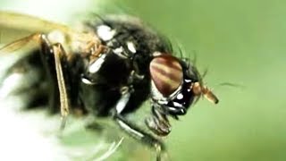 Facts About Flies  Secret Nature | Fly Documentary | Natural History Channel