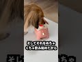 鼻にボールを乗せると浮かせるゾウの鼻に卵を乗せれば浮かせるはず！