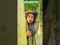 The secret trap for catching parrot #comedy #funny #birds