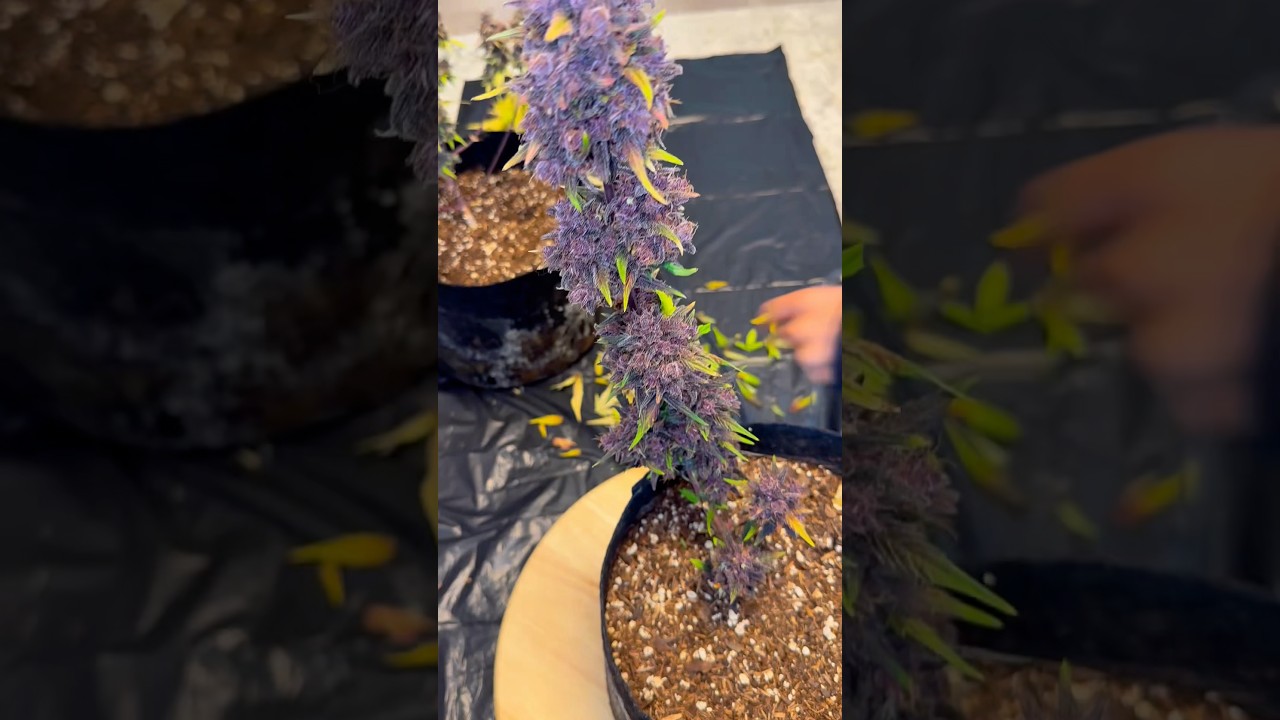 Indoor Autoflower 🍒 Lemon Cherry cookies After 10 Weeks