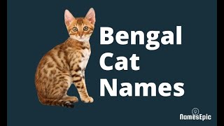 20 Best Bengal Cat Names | Cute and Awesome Bengal Kitten Names by NamesEpic 6,457 views 2 years ago 1 minute, 51 seconds
