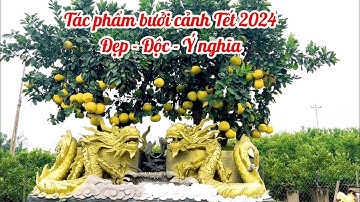 Bưởi cảnh chơi Tết 2024 đẹp - độc lạ - ý nghĩa // 085.88.98765