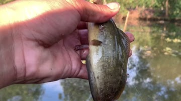 Câu Cá Rô Trê Vàng Thiên Nhiên Tập 8 Cầu Lớn Hóc Môn Câu Gần Nhà