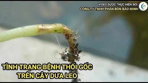 TÌNH TRẠNG BỆNH THỐI GỐC TRÊN CÂY DƯA LEO | Bảo Minh FE