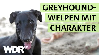 Überraschender GreyhoundNachwuchs hält das TierheimTeam auf Trab | S02/E02 | Hallo Tierheim | WDR