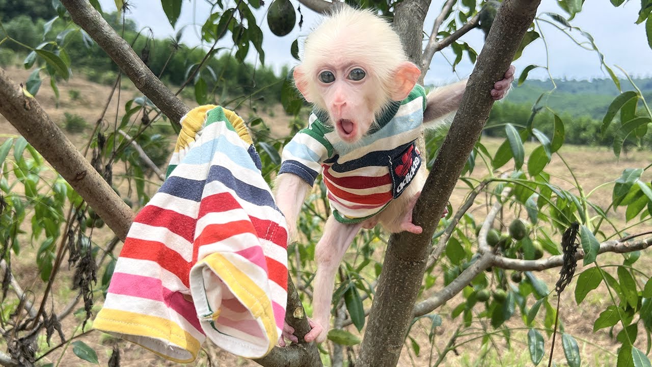 Супер смешно! Бедняжка Манки застревает штанами на дереве, пока исследует ферму.