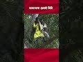 Gulai Bibi #song #bengali #bangalisong