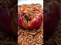 Worms Pick Their Top Peach: A Taste Test You Won't Believe #peach #asmrshorts #food #babyworms