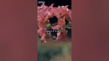 أسامة القاضي:﴿ وَتَوَكَّلْ عَلَى الْعَزِيزِ الرَّحِيمِ﴾ راحة من سورة الشعراء🤎🍂
