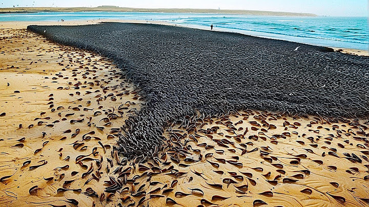 Momentos na Natureza Que Acontecem uma Vez em um Bilhão