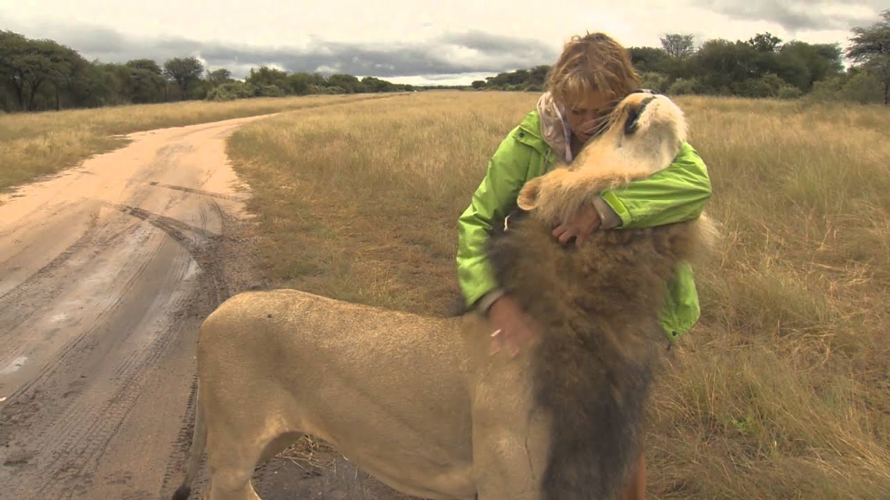 Im Angesicht mit einem wilden Löwen YouTube Im Angesicht mit einem wilden Löwen YouTube