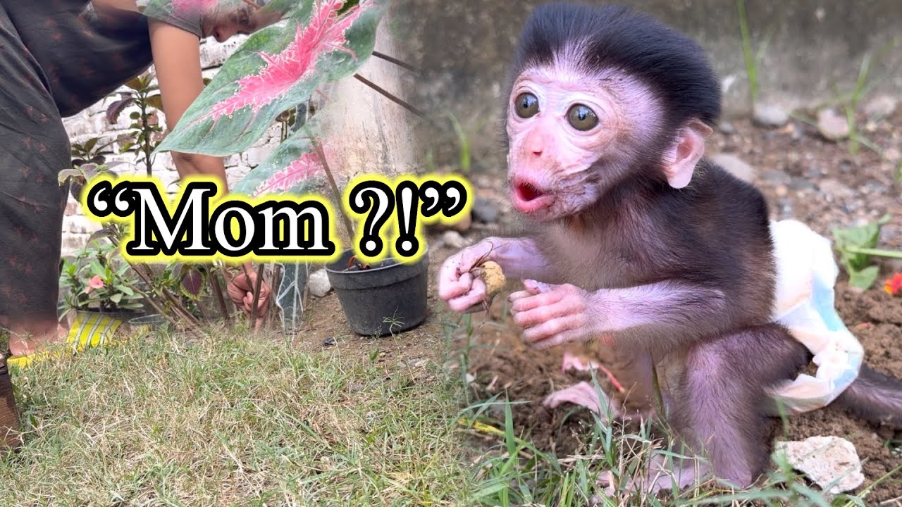 Baby Monkey Luci Won’t Stop Calling Mom… She’s Waiting for Her Milk! 🐒🍼