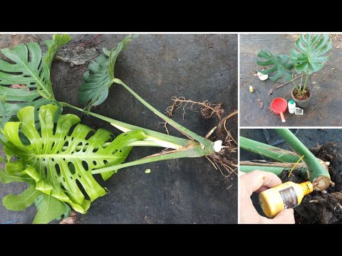 Video: Monstera Deliciosa-förökning: hur man förökar en schweizisk ostplanta