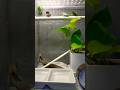 アマガエルの10分