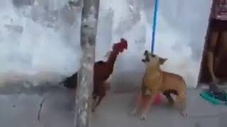 Funny Cock vs dog fight