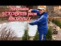 Начинаем Ускорять Рост Хвойных.Рост каких хвойных можно ускорить.Начинаем эксперимент.Измеряем туи.