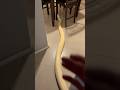Imagine A 13 Foot GIANT Burmese Python In Your House! 👀🐍 #reptiles #pets #shorts