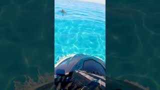 Wild Dolphin Eats Deadly Sea Snake #shorts