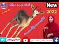 حالات واتساب الفنانه فهيمه عبدالله اغاني سودانيه 2022 