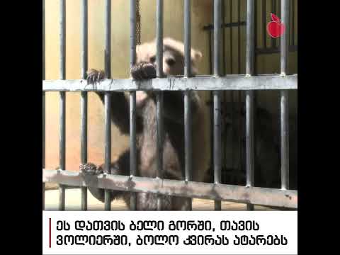 დათვის ბელი