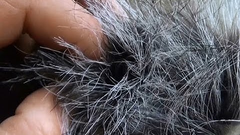 DeadCat For Wind Noise