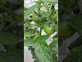 How to grow fresh tomatoes🍅 #veggieslover #vegetablegardening #terracegardenindia #gardening #nature