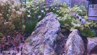 Ikan Killifish Yang Mempesona - Aquascape Mini Tanpa Co2