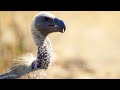 Vulture Conservation and Ecology