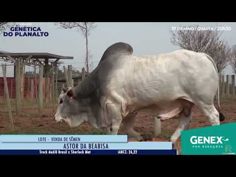 LOTE VENDA DE SEMEN