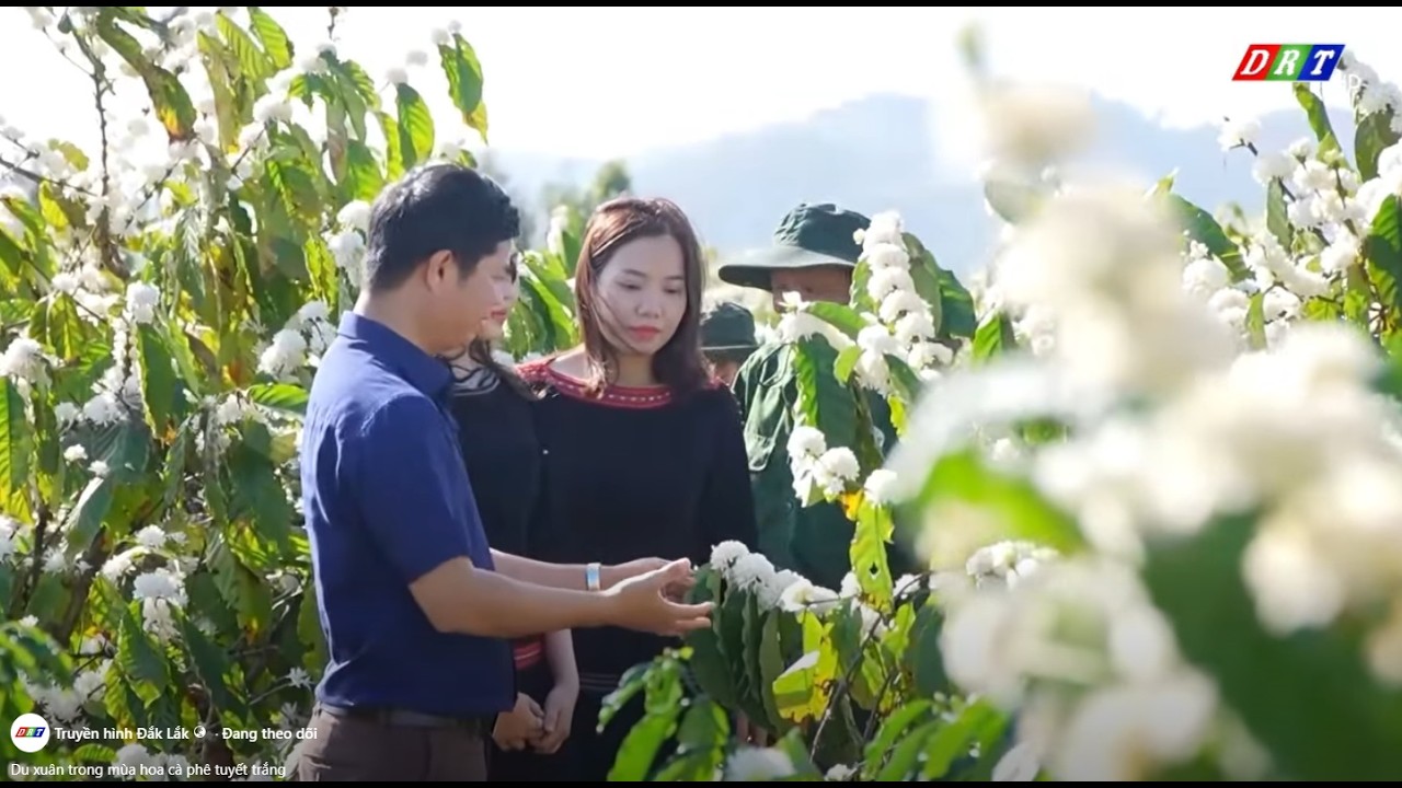 Du xuân trong mùa hoa cà phê tuyết trắng