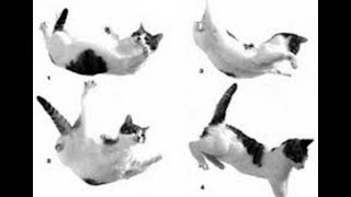 Cats Always Land On Their Feet screenshot 3