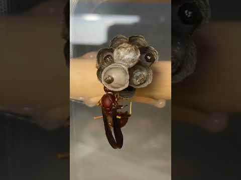 How do Wasp