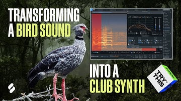 How To Turn a Bird Sound Into a Club Synth (Try This)