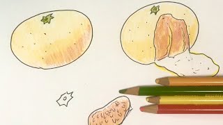 簡単 みかんの色鉛筆の描き方 イラスト上達 Youtube