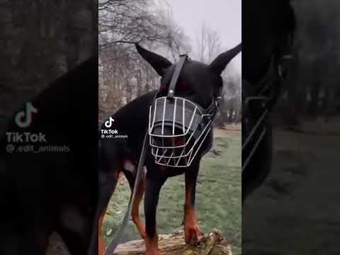 Video: Köpek Muzzles Bad Rap olsun?