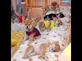 子犬たちが「おやすみモード」に入りました☁️💕Shiba Squad yawns… then enters Sleep Mode 💤✨打个哈欠,一秒入睡。