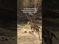 Wild Tiger Emerges from Water in Scorching Summer Heat 🐯🔥 | Raw Wildlife Moment