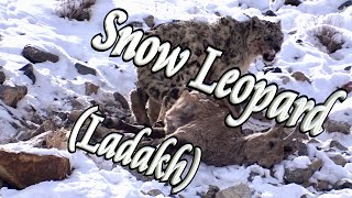 🐆 Snow Leopards (Ladakh) ⛰️ by tletter 1,659 views 1 year ago 9 minutes, 22 seconds